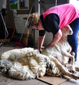 Shearing Demonstrations