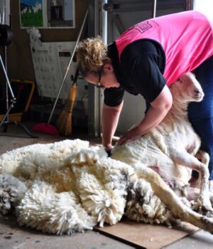 Shearing Demonstrations