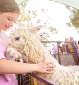 Alpaca patting JC web