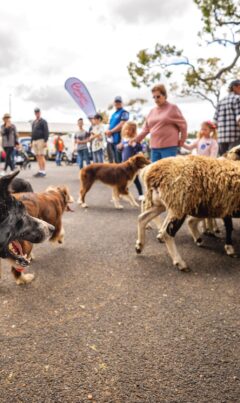 Herding sheep in crowd Waroona Show D Lacey