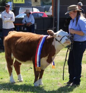 Cattle stud