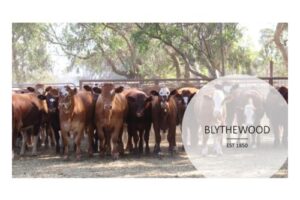 Blythewood for Website